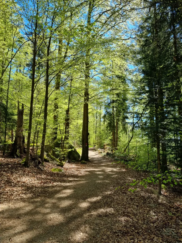 IfL Helmbrechts - Waldsteinlauf 2026